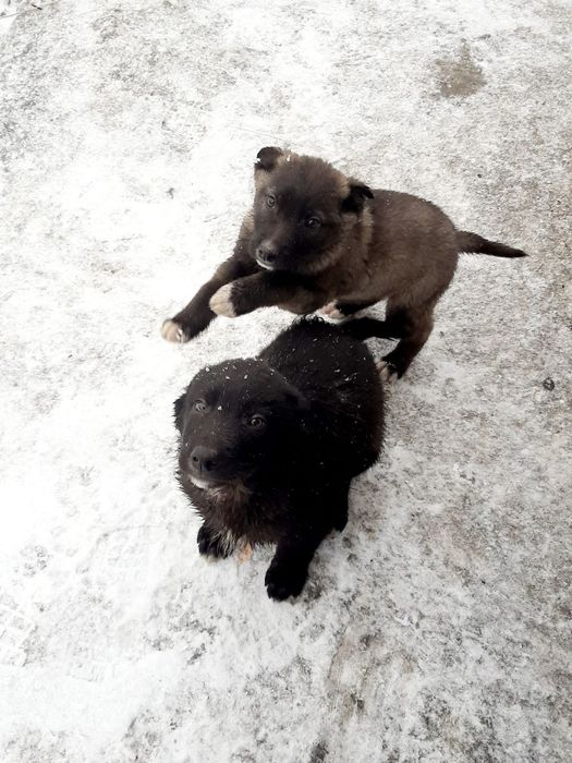 Нужен дом для этих малышей