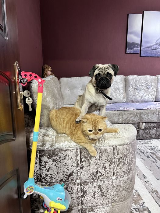 Мопс для вязки.