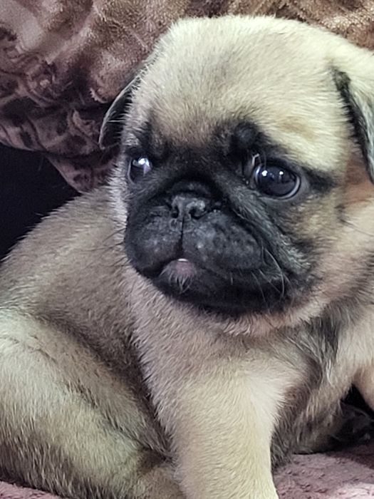 Продам щенков мопса