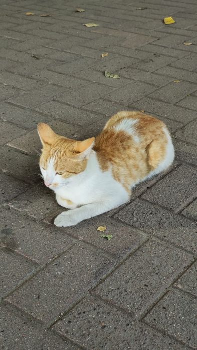 Котик ищет семью