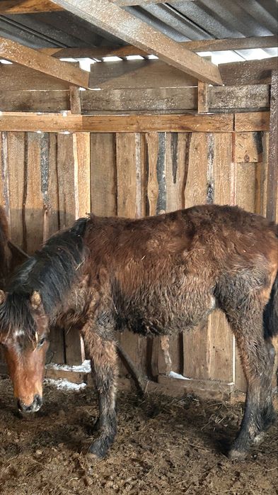 жабагылар сатылады