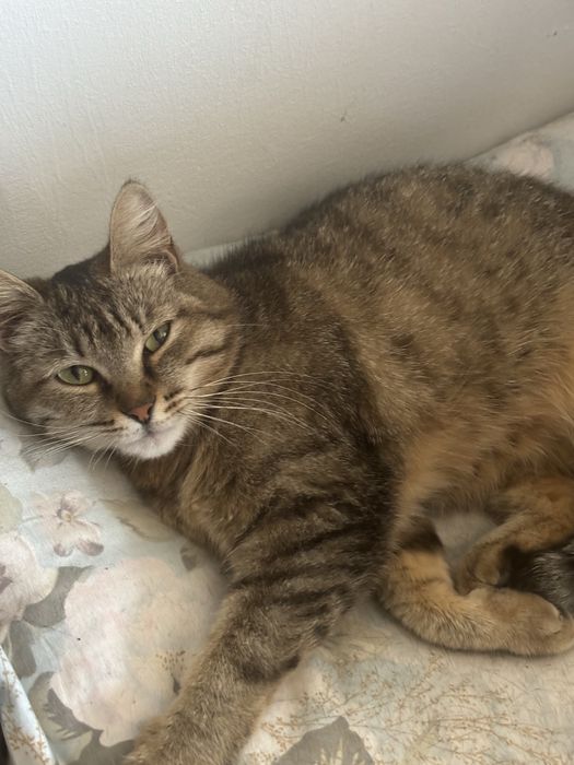 кошка.             .