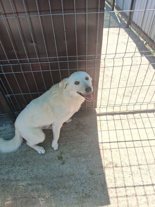 URGENT – 7 caini salvati de pe strada au nevoie de o casa in urmatoarele 3 saptamani