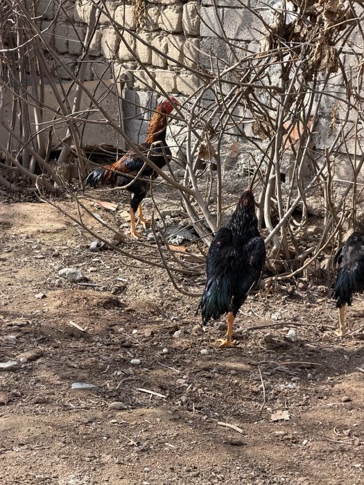 Хурозлар сотилади 4 та 3 таси жужа 11 ойлик битаси 2 йилли кур