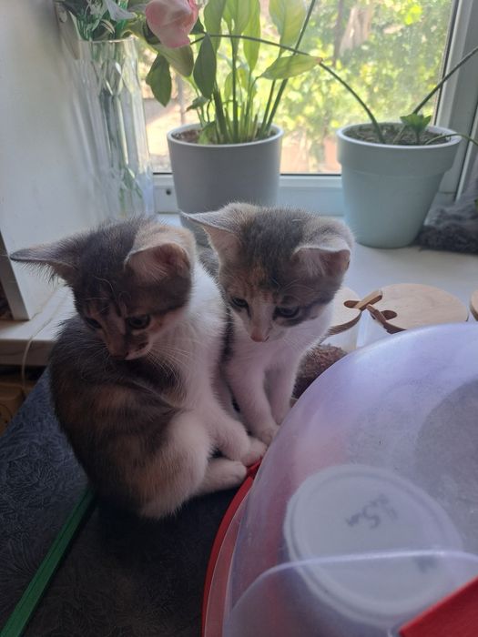 Котята бесплатно