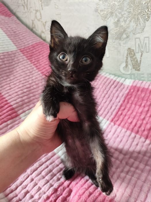 Отдам в добрые руки котят!