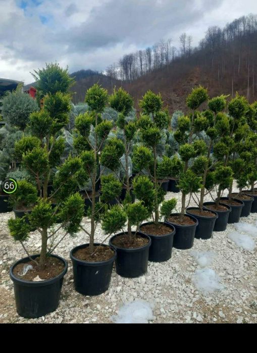 gazon rulou brazi spirale