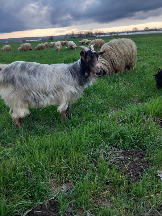 De vanzare două capre sterpe grase  și un berbeac de 1 an