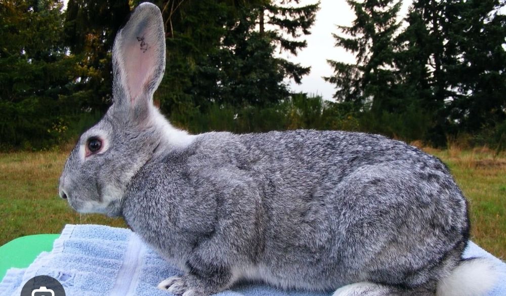 Кролик великан продаю