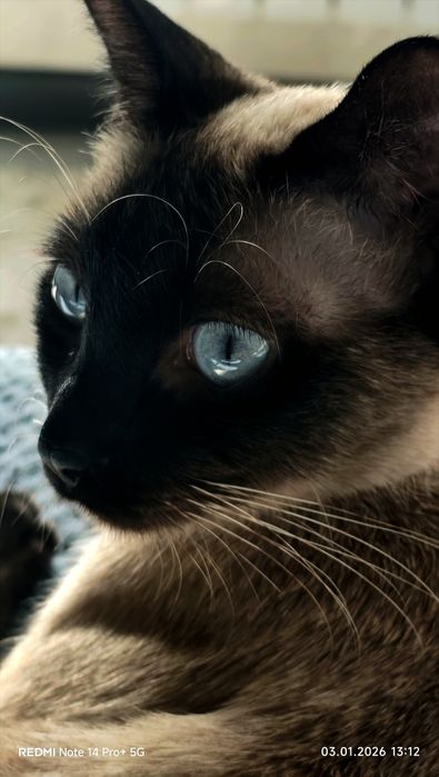 Котенок 2 месеца