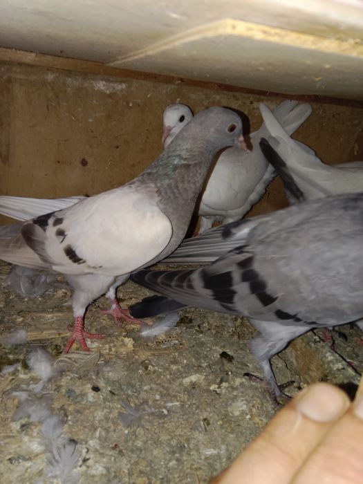 Продам голубей бакинцы