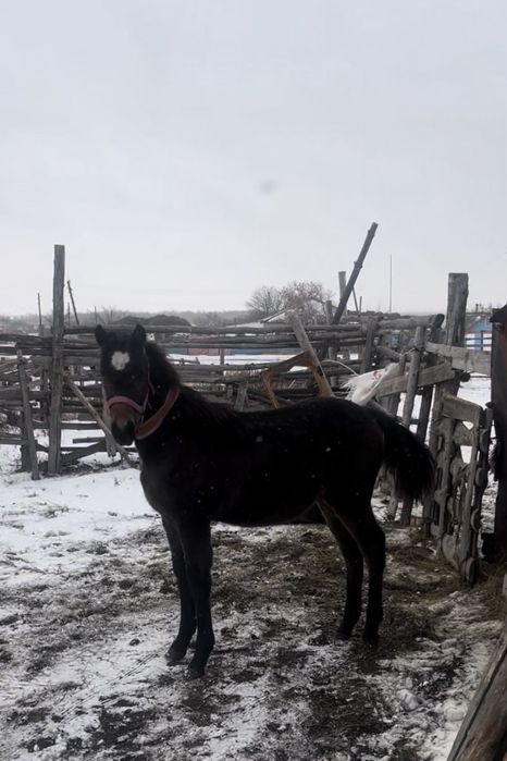 чк колтума тай полторашка