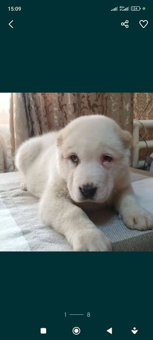 Щенки Алабая САО 3 месяца