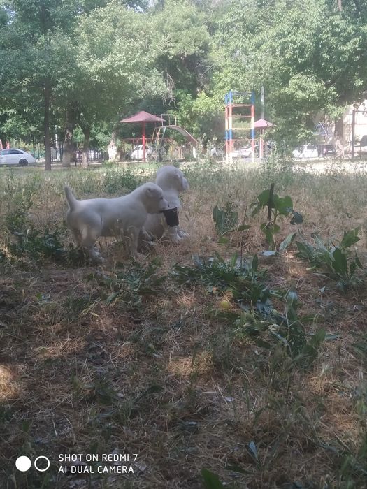 Шеночки алабаев чистокровные