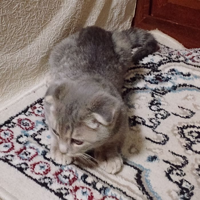 Шотландский кошка 3 месяца