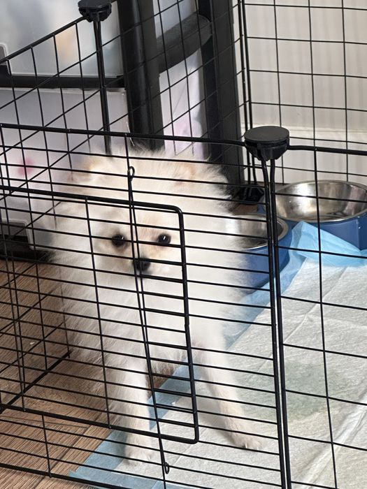 Карликовый мини шпиц