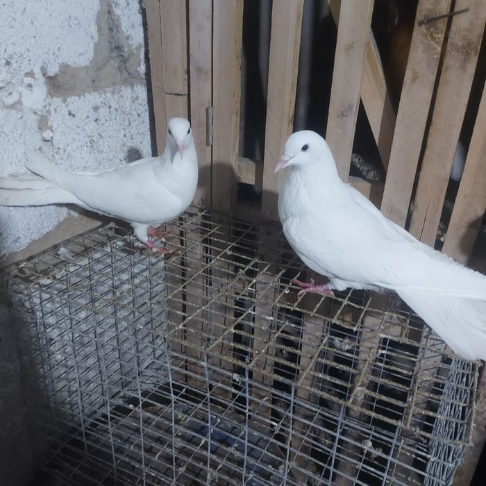 Бели Иран пара лет с игрой