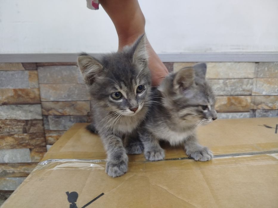 Mushuk britan 1.5 oylik aqilli qiz bola ikkalasi