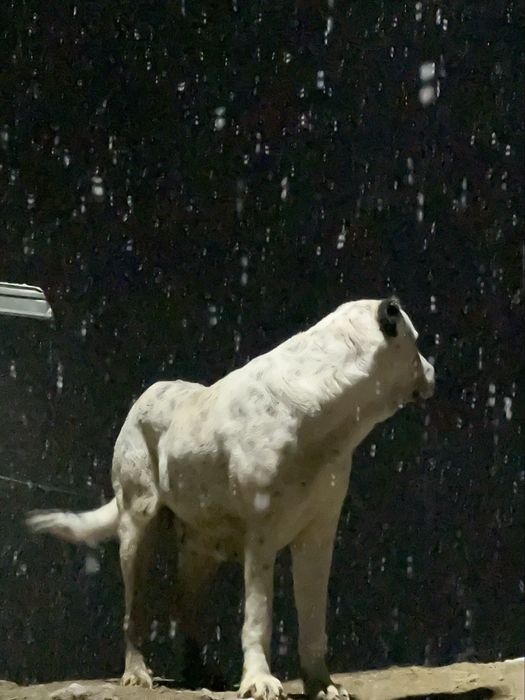 Собака алабай пропала