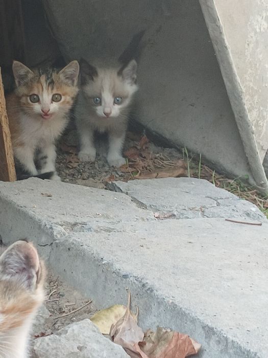Пристраиваются котята .