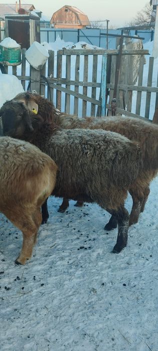 Продам баран овцы