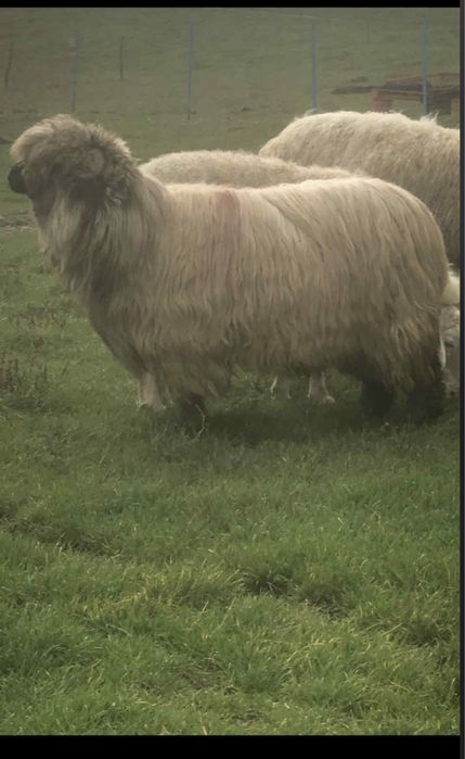 Vand  20 oii  si 4 berbecuti !