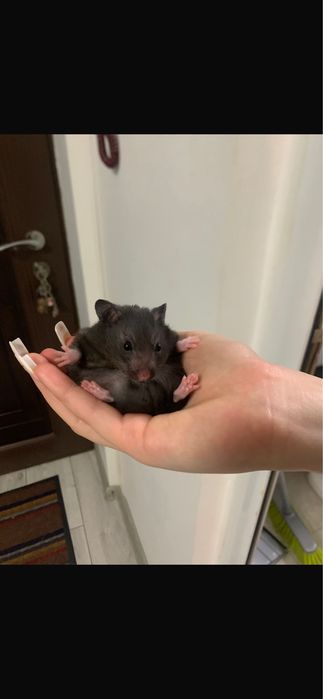 Vand  pui de hamsteri sirieni 2 fete si un baiat  URGENT