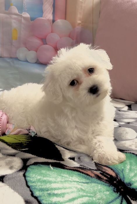 Пудел мини Малтипу – мъжко и женско