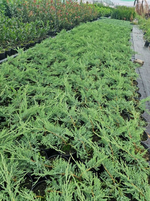 Ienupar tarator  juniperus