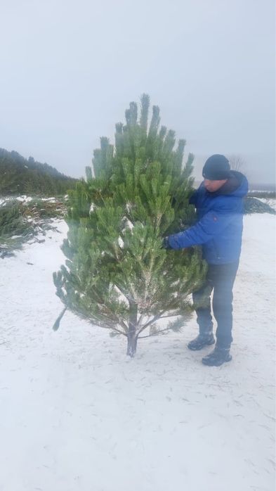 Елки новогодние