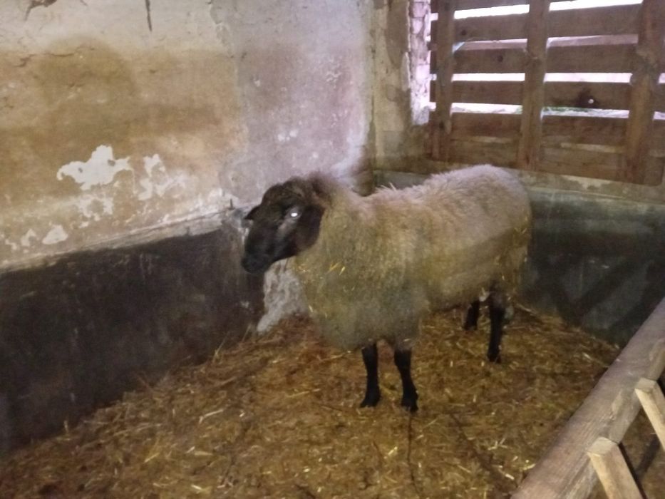 Berbec Carabaș Sârbesc de prăsilă – 2 ani