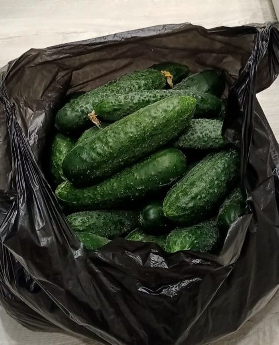 Продам огурцы дачные