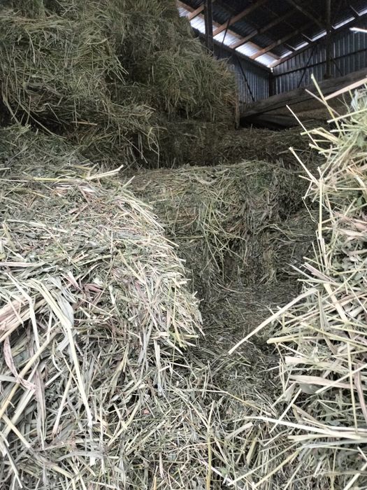 Сена люцерны жоңышқа