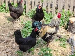 Куры домашние цветные