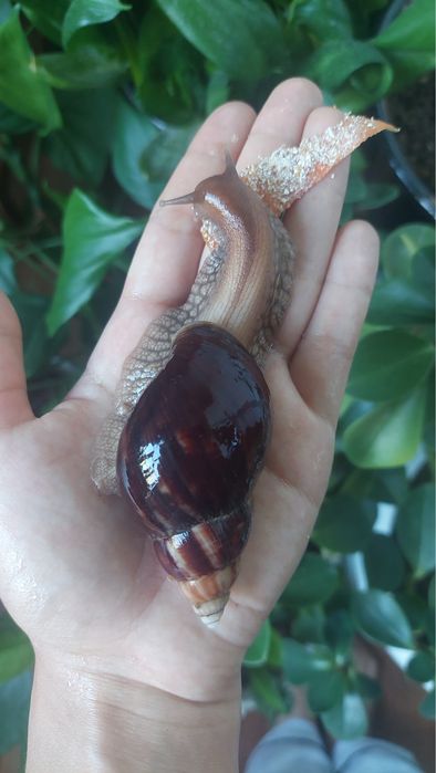 Ulitka axatin kosmetologik