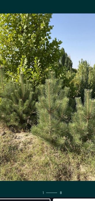 Саженцы көшеттердың барлық түрі бар