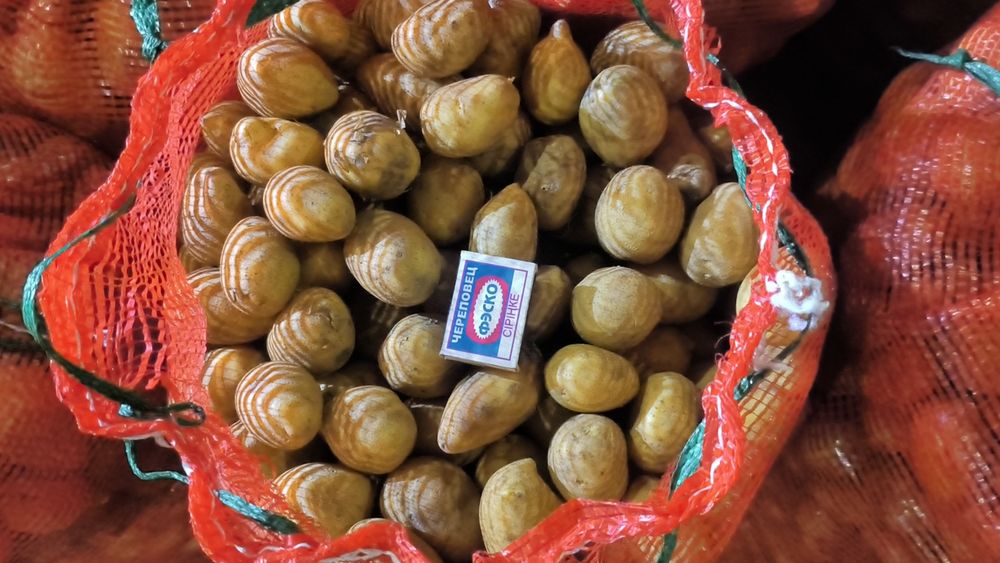 Картофель семена