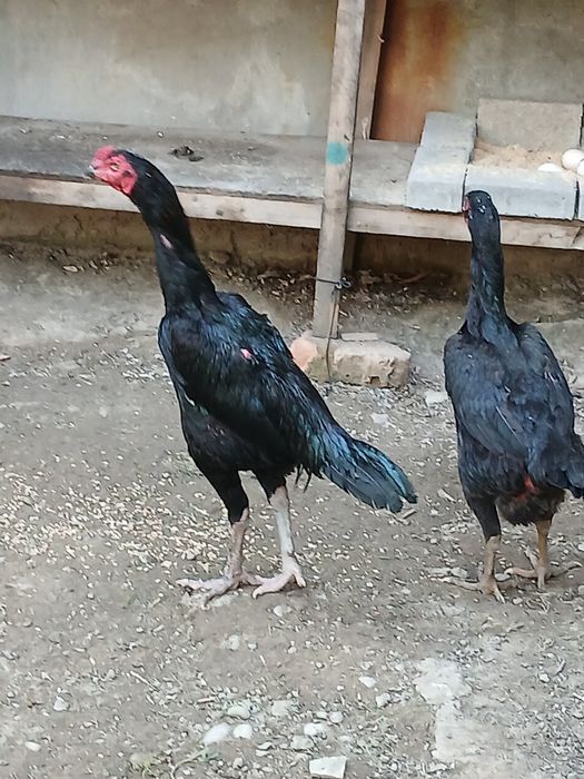 Продаю петуха с курицами