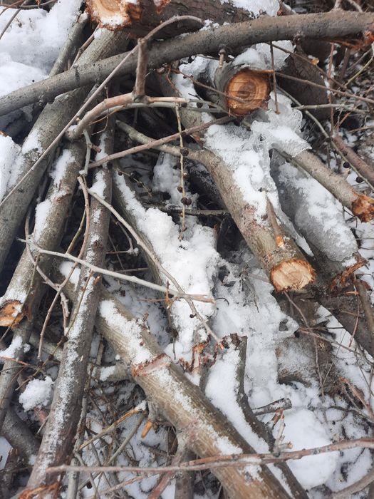 Карагач, слива, вишня