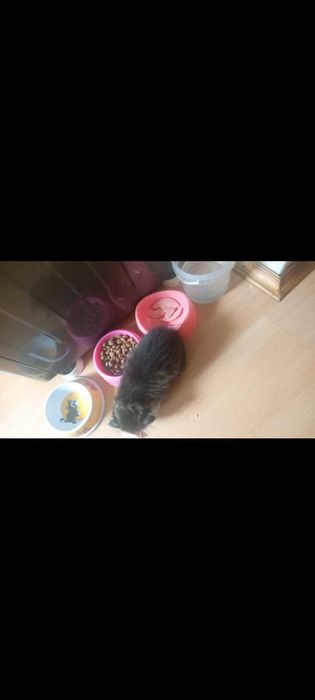 Продам котят срочно