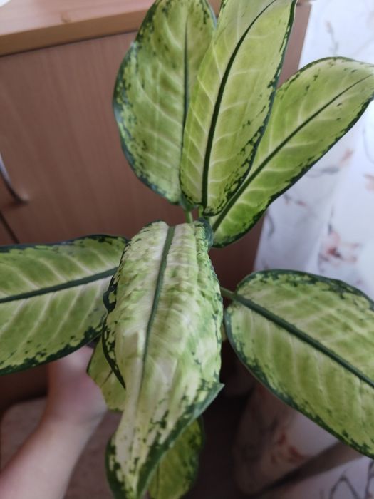 Продам комнатные растения