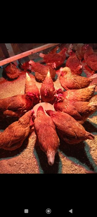 Куры ломан Браун