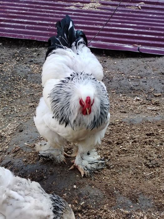 Brama tuxum sotiladi