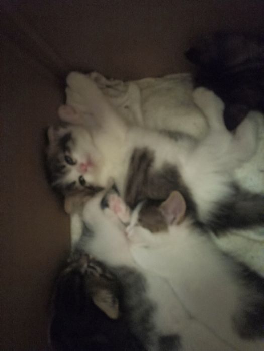 Подарю котят бесплатно