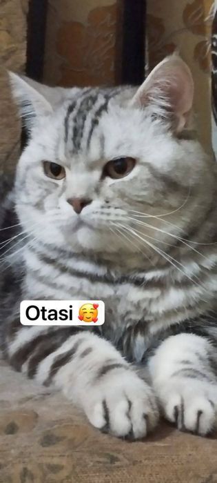 Скоттиш фолд мушукчамиз сотилади