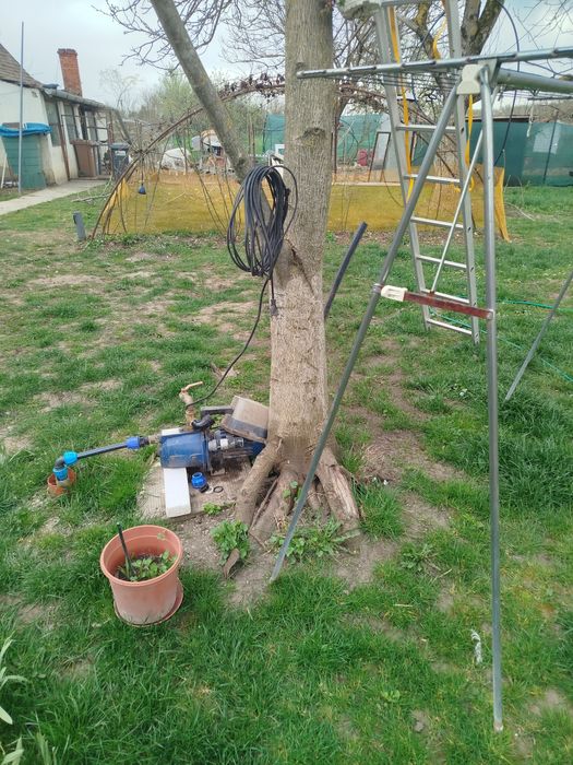 Trunchi de nuc verde