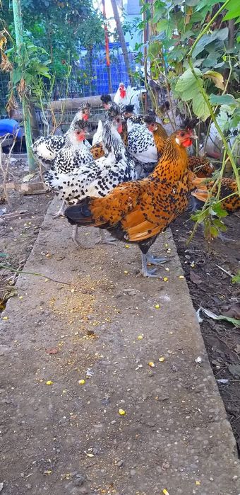 Ouă pentru Incubat rasa appenzeller