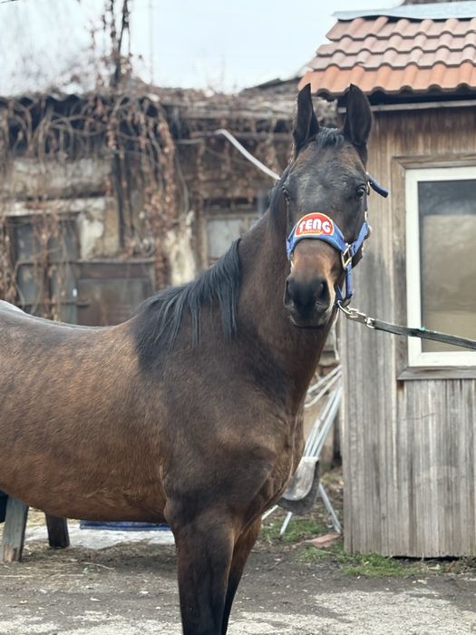 Продам ахалтекинца