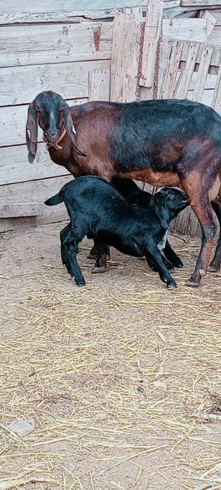 Tapisori anglonubian