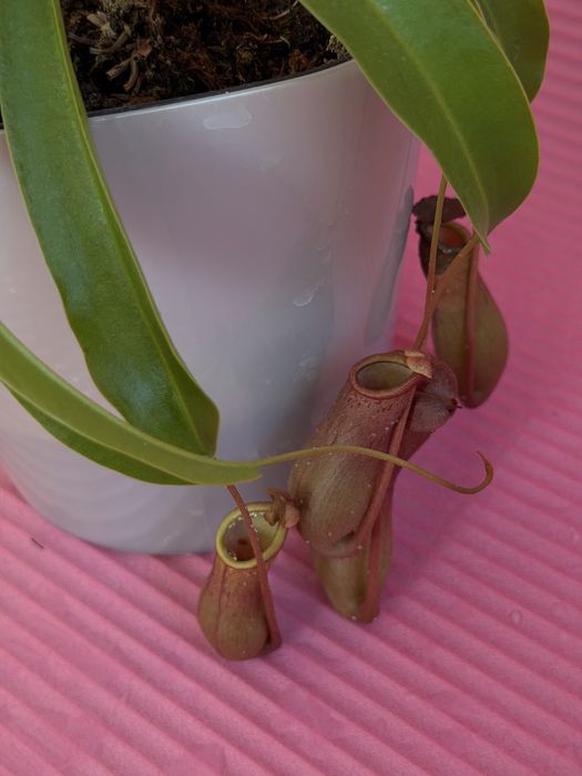 непентес или кувшиночник